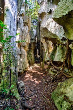 Madagaskar 'ın batı kıyısında bulunan Katı Doğa Rezervi, Petit Tsingy de Bemaraha' daki kayalar arasındaki dar yol. UNESCO Dünya Mirası Madagaskar inanılmaz vahşi doğa