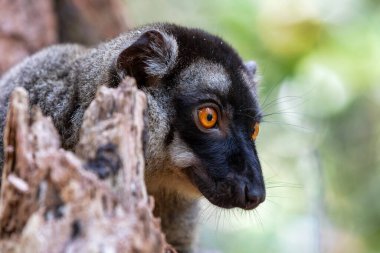 Turuncu gözlü şirin kahverengi lemur (Eulemur fulvus). Doğal yaşam alanındaki ağaç gövdesinde nesli tükenmekte olan endemik hayvan, Reserve Peyrieras Madagaskar Egzotik, Madagaskar vahşi yaşam hayvanı.