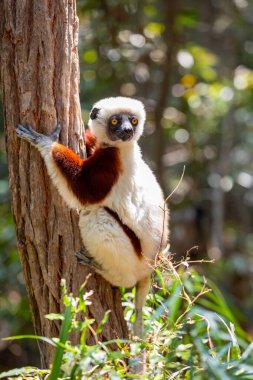 Coquerels sifaka (Propithecus coquereli), sifaka cinsi Propithecus 'un orta büyüklükteki lemuru. Kuzeybatı Madagaskar 'a özgü. Peyrieras Madagaskar egzotik, Madagaskar vahşi hayvan rezervleri.