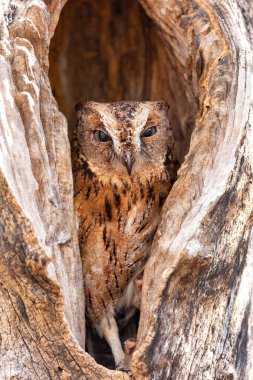 Torotoroka baykuşu bir ağaç deliğinde saklar (Otus rutilus madagascariensis), Strigidae familyasından bir baykuştur. Madagaskar 'ın batı kesimlerine özgüdür. Kirindy Ormanı Madagaskar vahşi yaşam hayvanı