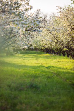 Çiçek açmış bir elma bahçesinin dikey manzarası, aşağıda taze yeşil çimen halısı, güneşli mavi gökyüzü, zıt gölgeler, mükemmel arkaplan resmi.