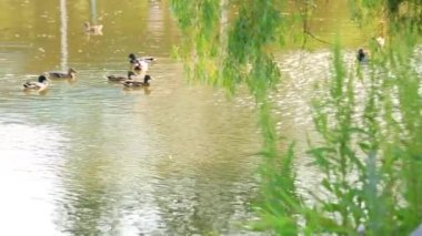 Doğal ortamda ördekler, yüzme, yeme, tüyleri fırçalama, nehir kıyısında yürüme
