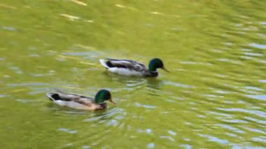 Doğal ortamda ördekler, yüzme, yeme, tüyleri fırçalama, nehir kıyısında yürüme