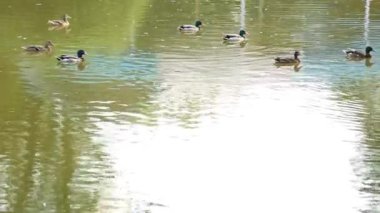 Doğal ortamda ördekler, yüzme, yeme, tüyleri fırçalama, nehir kıyısında yürüme
