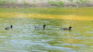 Doğal ortamda ördekler, yüzme, yeme, tüyleri fırçalama, nehir kıyısında yürüme