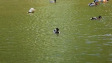 Doğal ortamda ördekler, yüzme, yeme, tüyleri fırçalama, nehir kıyısında yürüme
