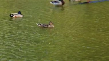 Doğal ortamda ördekler, yüzme, yeme, tüyleri fırçalama, nehir kıyısında yürüme