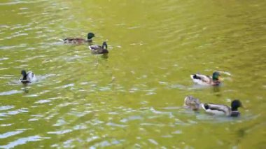 Doğal ortamda ördekler, yüzme, yeme, tüyleri fırçalama, nehir kıyısında yürüme