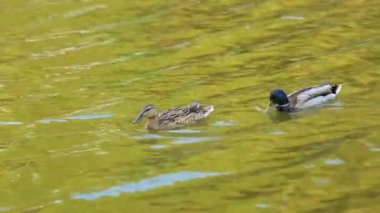 Doğal ortamda ördekler, yüzme, yeme, tüyleri fırçalama, nehir kıyısında yürüme