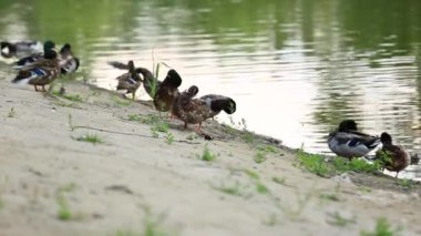 Doğal ortamda ördekler, yüzme, yeme, tüyleri fırçalama, nehir kıyısında yürüme