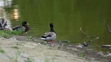 Doğal ortamda ördekler, yüzme, yeme, tüyleri fırçalama, nehir kıyısında yürüme