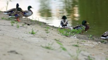 Doğal ortamda ördekler, yüzme, yeme, tüyleri fırçalama, nehir kıyısında yürüme