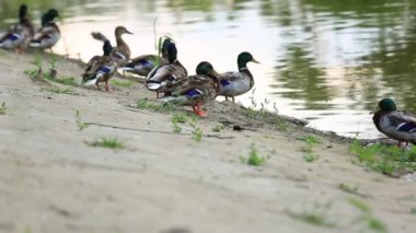 Doğal ortamda ördekler, yüzme, yeme, tüyleri fırçalama, nehir kıyısında yürüme