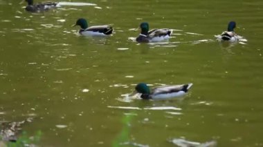 Doğal ortamda ördekler, yüzme, yeme, tüyleri fırçalama, nehir kıyısında yürüme