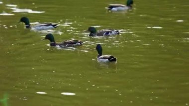 Doğal ortamda ördekler, yüzme, yeme, tüyleri fırçalama, nehir kıyısında yürüme