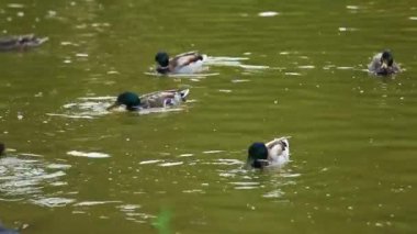 Doğal ortamda ördekler, yüzme, yeme, tüyleri fırçalama, nehir kıyısında yürüme
