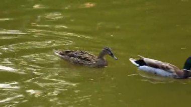 Doğal ortamda ördekler, yüzme, yeme, tüyleri fırçalama, nehir kıyısında yürüme