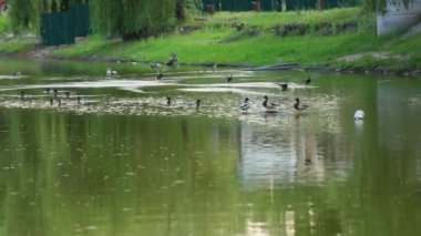 Doğal ortamda ördekler, yüzme, yeme, tüyleri fırçalama, nehir kıyısında yürüme