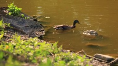 Doğal ortamda ördekler, yüzme, yeme, tüyleri fırçalama, nehir kıyısında yürüme
