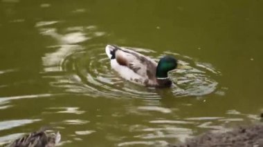 Doğal ortamda ördekler, yüzme, yeme, tüyleri fırçalama, nehir kıyısında yürüme
