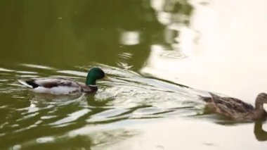 Doğal ortamda ördekler, yüzme, yeme, tüyleri fırçalama, nehir kıyısında yürüme