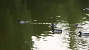 Doğal ortamda ördekler, yüzme, yeme, tüyleri fırçalama, nehir kıyısında yürüme