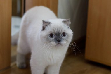 Şirin İngiliz Shorthair kedisi mavi gözlü, ahşap bir zeminin üzerinde duruyor. Sevimli hayvan portresi.
