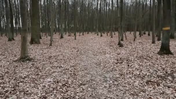Sentiero Piedi Nella Foresta Profonda Coperta Foglie Autunnali Tronchi Albero — Video Stock