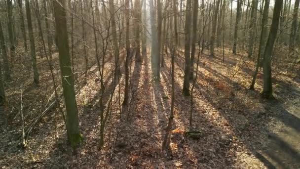 Глубокий Лес Покрытый Осенними Листьями Голыми Стволами Деревьев Утренних Лучах — стоковое видео