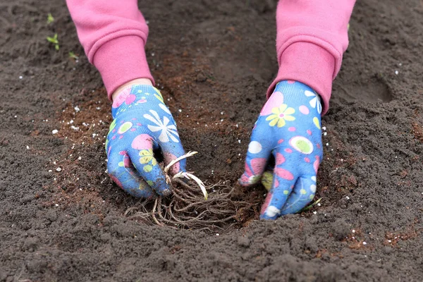 stock image Gardener plants rhizomes of flowers in early spring