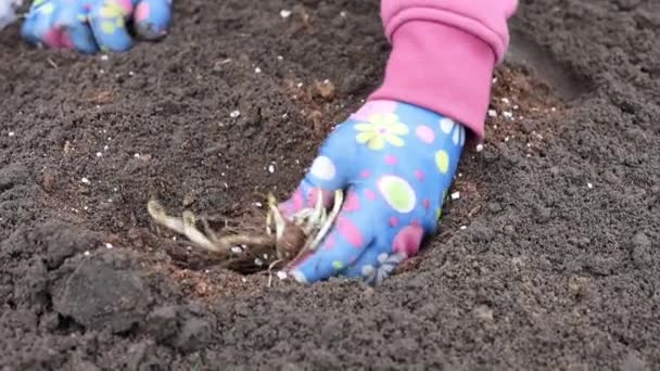Bahçıvan Baharın Başlarında Çiçek Kafiyeleri Yetiştirir — Stok video