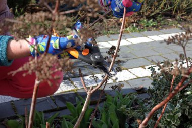 Bahçıvan, New England paskalyasının kuru kafiyelerini budama makasıyla keser. Baharın erken saatlerinde, kıştan sonra bahçede.