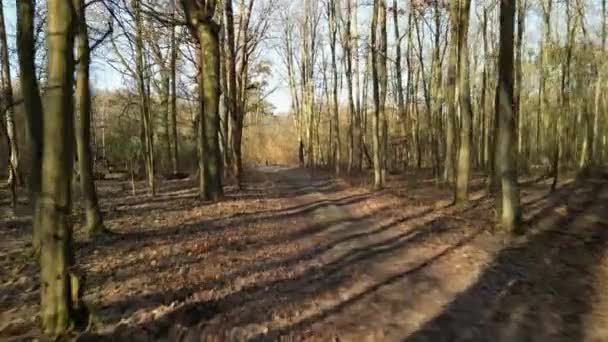 Sentier Pédestre Dans Forêt Profonde Couverte Feuilles Automne Troncs Arbres — Video