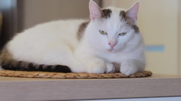 Güzel Beyaz Kedi Gözlerini Kapar Evdeki Mutfak Adasında Uyumaya Gider — Stok video