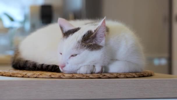 漂亮的白猫睡在家里的厨房岛上 睁开眼睛 侧向相机运动 — 图库视频影像