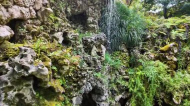 Tropikal ormanda küçük bir şelale, yavaş yavaş düşen sular.