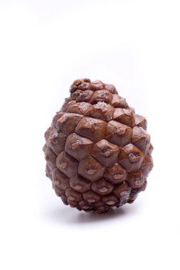 Ananas, çam fıstığı adı verilen meyveyi koruyan dış kaplamadır.