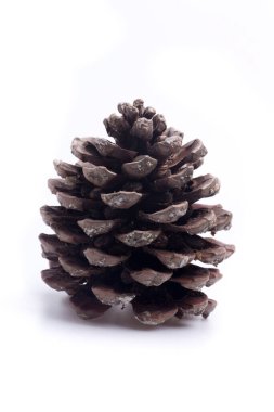 Ananas, çam fıstığı adı verilen meyveyi koruyan dış kaplamadır.