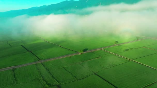 黎明时分 在稻田的云雾中飞翔 俯瞰天空 — 图库视频影像