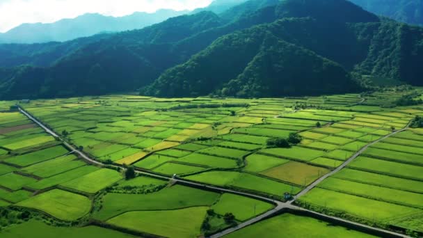 Vista Aérea Arrozais Verdes Hualien Taiwan — Vídeo de Stock