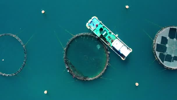 Aerial View Fishing Farm Circle Cages — Video