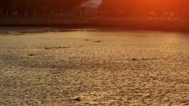 台湾澎湖滩日出时分人们游泳的空中景观 — 图库视频影像