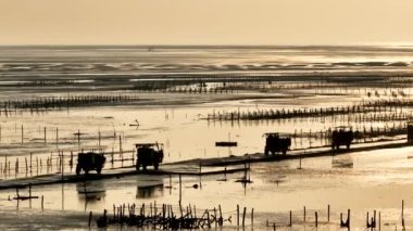 Sahil ve kamyon boyunca istiridye çiftliğinin hava manzarası.