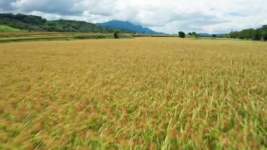 Yeşil çeltik tarlasının alçak açılı hava manzarası