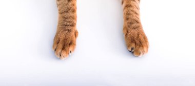 kedi pençesi beyaz arkaplan üzerinde izole