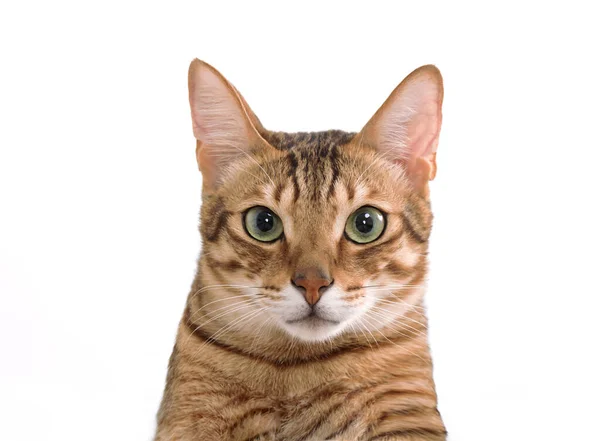 Кошка Смотрит Камеру Изолированы Белом Фоне — стоковое фото