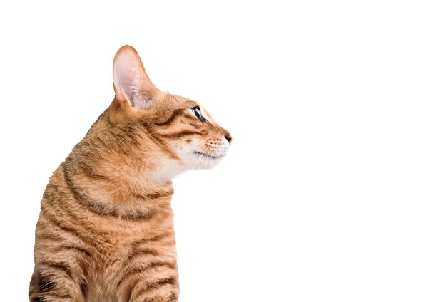 Кошка Смотрит Сторону Белом Фоне — стоковое фото