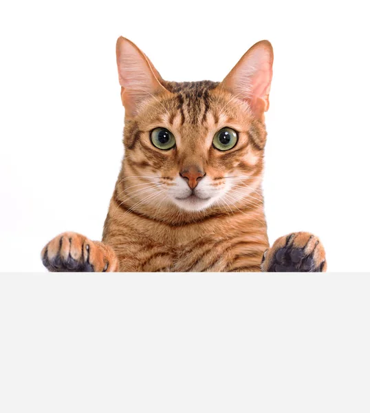 コピースペース付きのプラカードテンプレートを示すベンガル猫 — ストック写真