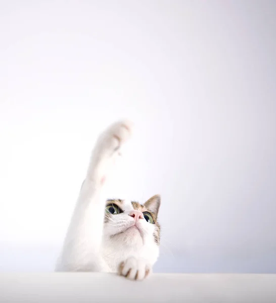 Cat Trying Catch Something Paws Looking Isolated White — Stock Photo, Image