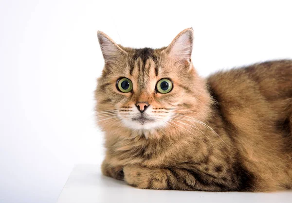 Кошка Смотрит Камеру Изолированы Белом Фоне — стоковое фото